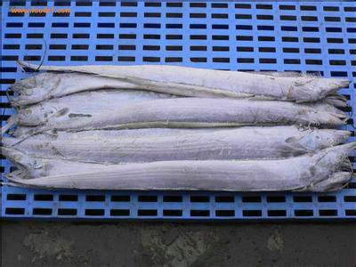 雁鸣湖大闸蟹 雁鸣湖大闸蟹丨郑州雁鸣湖大闸