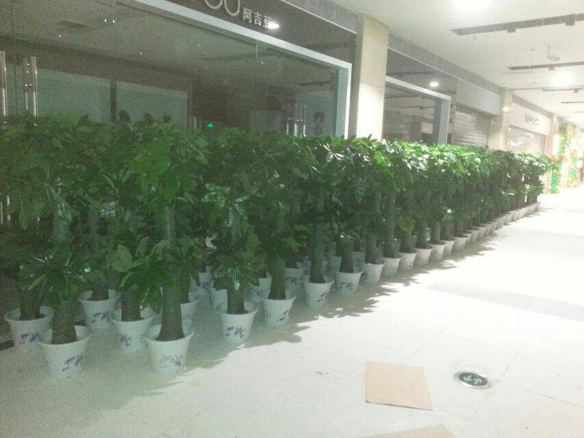 沈阳东旭仿真植物 沈阳精品仿真植物批发,东北