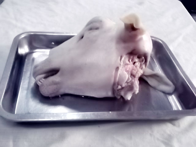 河南郑州羊肉|烤全羊批发零售基地-豫东小山羊