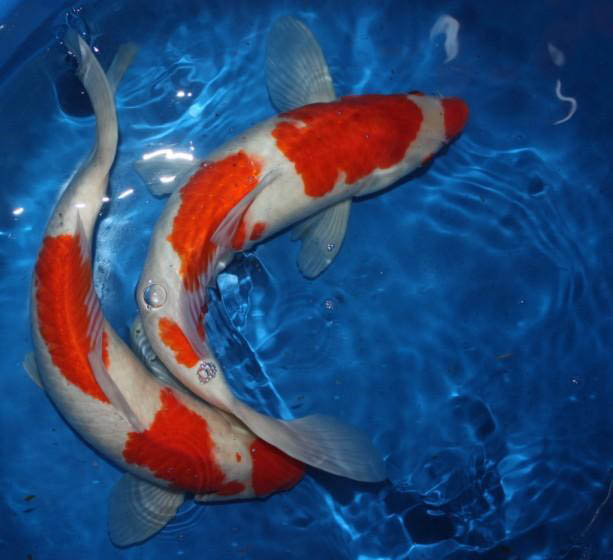 观赏鱼褪色真实原因!| 牡丹江鱼缸哪家便宜-哈